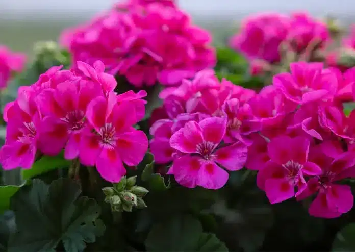Geraniums - best flowers for balconies