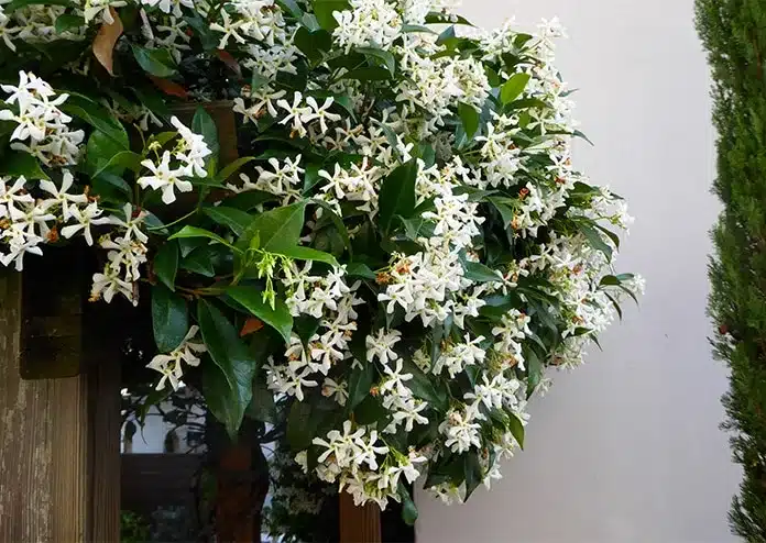 Jasmine - best flowers for balconies