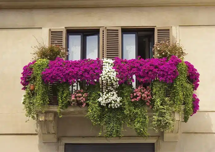 Petunias - best flowers for balconies