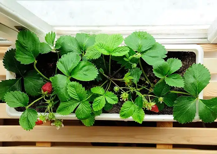 Strawberries - best flowers for balconies