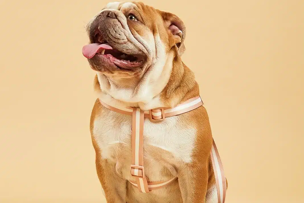Barc London Stylish Dog Accessory Range