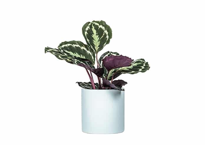 air-purifying house plants