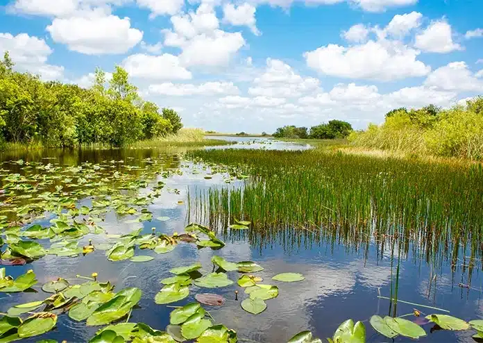 Everglades - best US states to visit