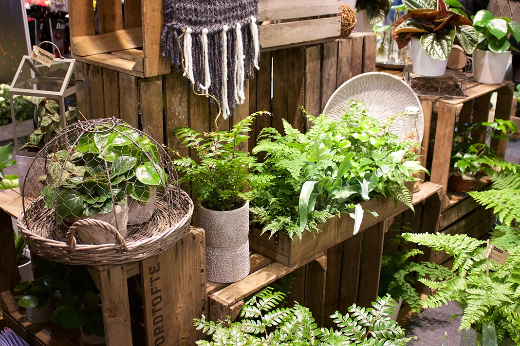 A Green House: Tips for Growing and Maintaining Ferns in Your Home