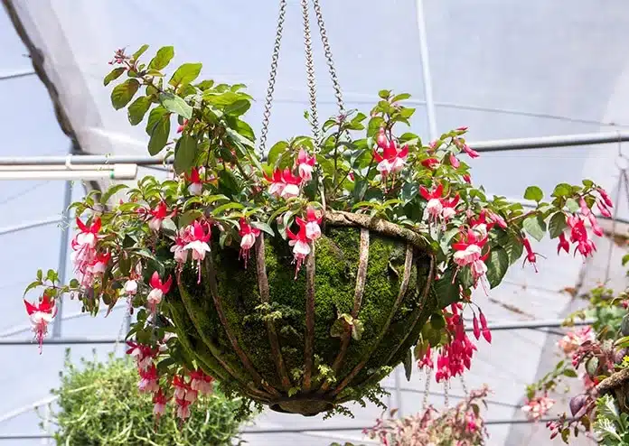 Fuchsia - best flowers for balconies