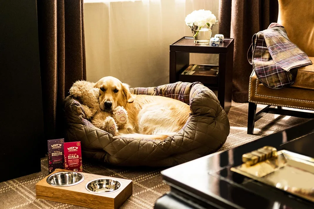 5 of the Best Dog Friendly Holiday and Escapes in the UK and Abroad