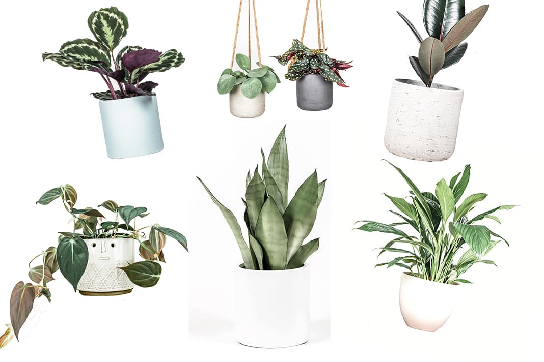 Air-purifying house plants