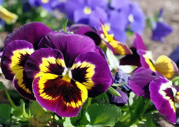 Pansies - best flowers for balconies in the city