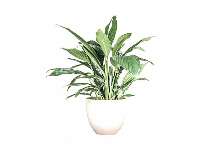 Peace Lily air-purifying house plants