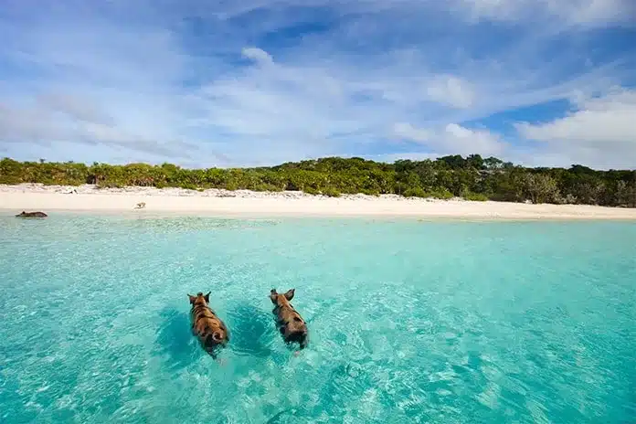 Swimming with the Pigs Bahamas Big Major Cay