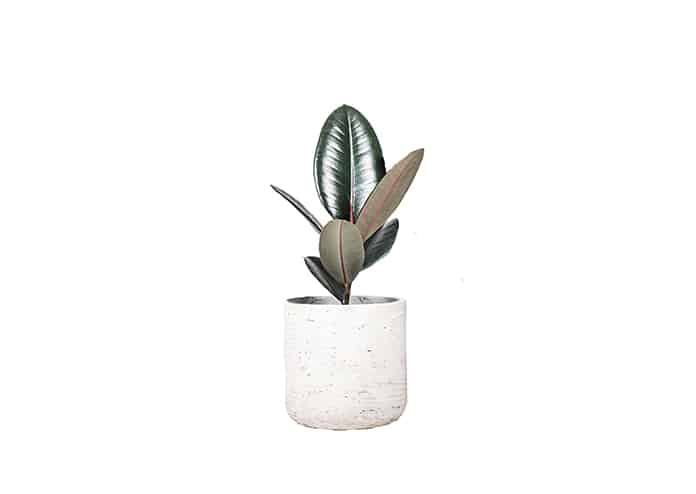 Rubber Tree - air-purifying house plants