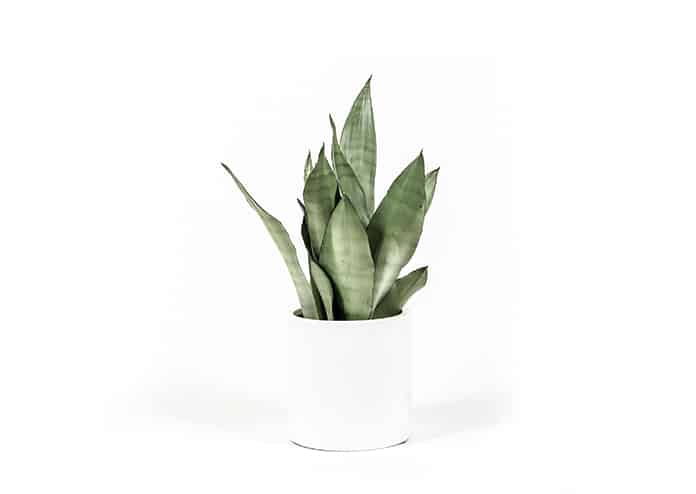 air-purifying house plants
