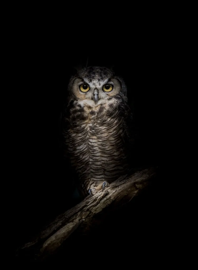 hedingham owl