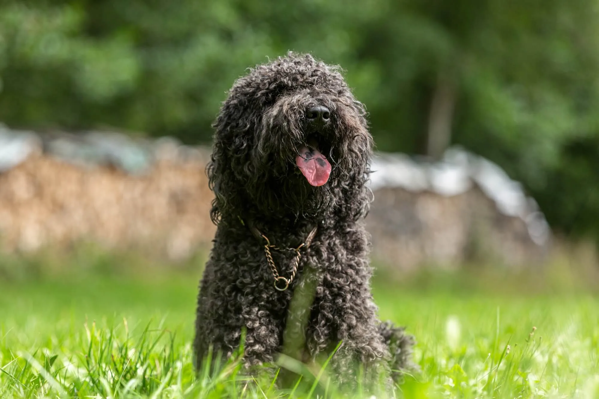all about dogs barbet