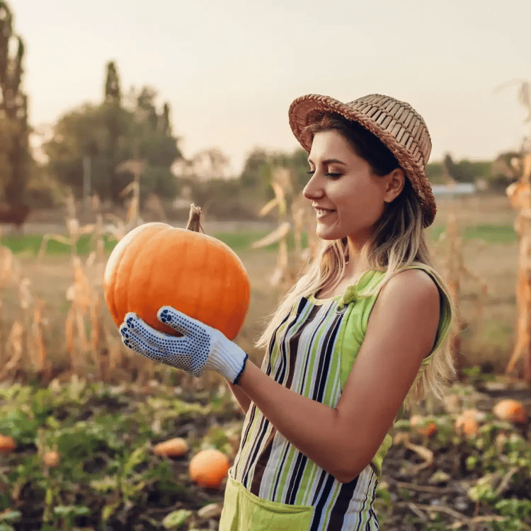 pumpking picking near london